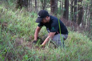 1,000 Benguet Pines Planted in Ecological Recovery Effort